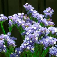 Seeker Pastel Blue Limonium