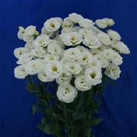 Little Summer 3 White Lisianthus