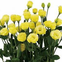 Little Summer 1 Gold Lisianthus