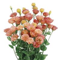 Little Summer 1 Orange Lisianthus
