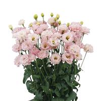 Little Summer 1 Princess Lisianthus