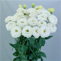 Wedding 2 Cake Lisianthus