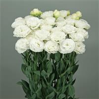 Wedding 2 Kiss Lisianthus