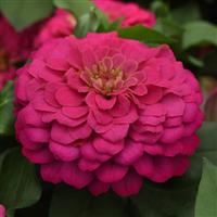 Zesty™ Pink Zinnia