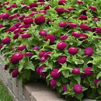 Zesty™ Purple Zinnia