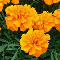 Super Hero Orange French Marigold
