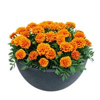 Super Hero Orange French Marigold