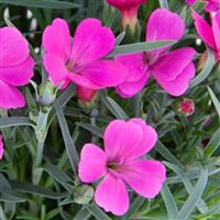 Dianthus Pashmina™ Magenta