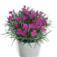 Dianthus Pashmina™ Magenta