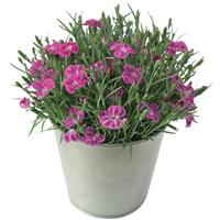 Dianthus Pashmina™ Pink+White