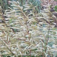 Aruncus Guinea Fowl