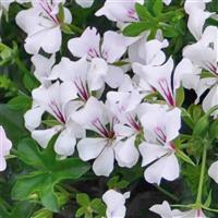 Glacier™ White Ivy Geranium