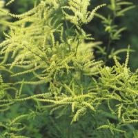 Aruncus dioicus Kneiffii