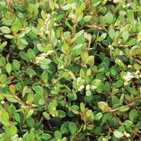  Muehlenbeckia