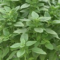 Spicy Basil Ocimum
