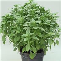 Spicy Basil Ocimum