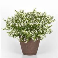 Enchantia™ White Cuphea