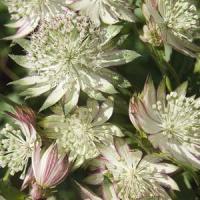 Astrantia major Star Of Royals