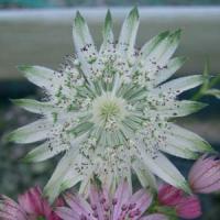 Astrantia major Princess Sturdza