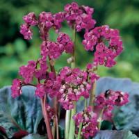 Bergenia Eroica
