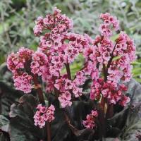 Bergenia Magic Giant