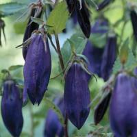 Campanula Purple Sensation
