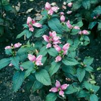 Chelone lyonii Hot Lips