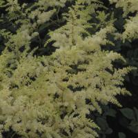 Astilbe arendsii Brautschleier