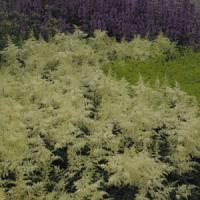 Astilbe arendsii Brautschleier