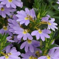 Bondi™ Blue Scaevola