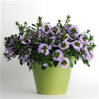 Bondi™ Blue Scaevola