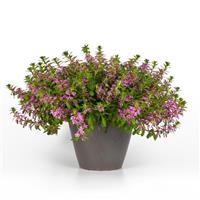 Pink Brilliance Scaevola