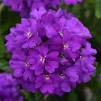 Cadet Upright™ Violet Blue Verbena