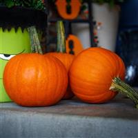Patch for Kids Pumpkin