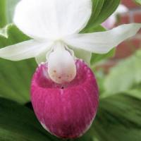 Cypripedium reginae 