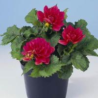 Dahlia Berliner Kleene