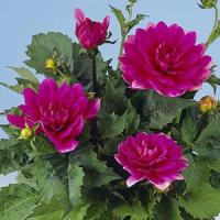 Dahlia Blue Sette