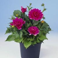Dahlia Blue Sette