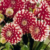 Dahlia Little Tiger