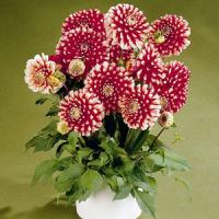 Dahlia Little Tiger