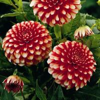 Dahlia Musette
