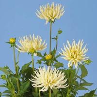Dahlia Playa Blanca