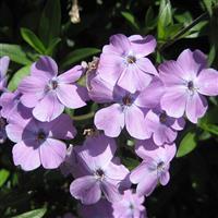 Phlox Paparazzi<sup>®</sup> Collection Angelina
