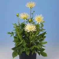 Dahlia Playa Blanca