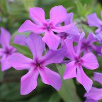 Phlox Paparazzi<sup>®</sup> Collection Jagger