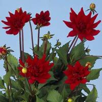 Dahlia Red Pygmy