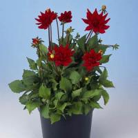 Dahlia Red Pygmy