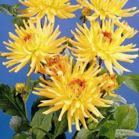 Dahlia Garden Princess