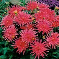 Dahlia Gute Laune