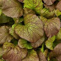 Red Giant Mustard